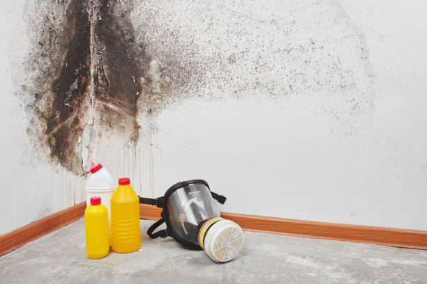 Best Post-Flood Mold Remediation in Belmont, PA