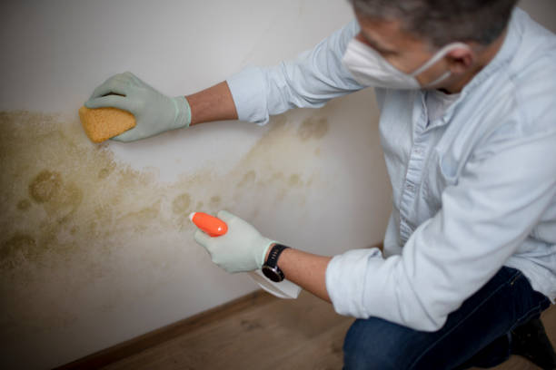 Best Commercial Mold Remediation in Belmont, PA