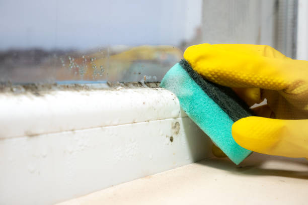 Best Mold Testing and Inspection Services in Belmont, PA